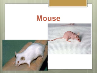 Mouse
 
