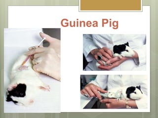 Guinea Pig
 