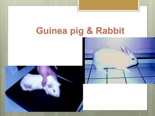 Guinea pig & Rabbit
 
