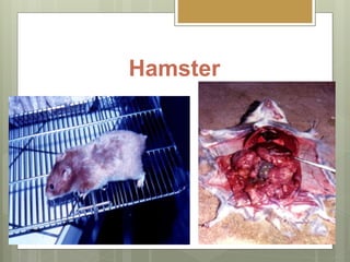 Hamster
 