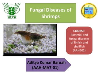 Fungal Diseases of
Shrimps
Aditya Kumar Baruah
(AAH-MA7-01)
COURSE:
Bacterial and
fungal diseases
of finfish and
shellfish
(AAH502)
 
