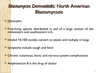 Blastomyces Dermatitidis:Blastomyces Dermatitidis: North AmericanNorth American
BlastomycosisBlastomycosis
 Dimorphic
 Free-living species distributed in soil of a large section of the
midwestern and southeastern U.S.
 Inhaled 10-100 conidia convert to yeasts and multiply in lungs
 Symptoms include cough and fever
 Chronic cutaneous, bone, and nervous system complications
 Amphotericin B is the drug of choice
50
 