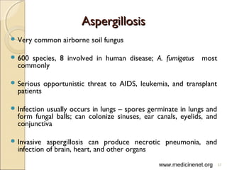 AspergillosisAspergillosis
 Very common airborne soil fungus
 600 species, 8 involved in human disease; A. fumigatus most
commonly
 Serious opportunistic threat to AIDS, leukemia, and transplant
patients
 Infection usually occurs in lungs – spores germinate in lungs and
form fungal balls; can colonize sinuses, ear canals, eyelids, and
conjunctiva
 Invasive aspergillosis can produce necrotic pneumonia, and
infection of brain, heart, and other organs
57www.medicinenet.org
 