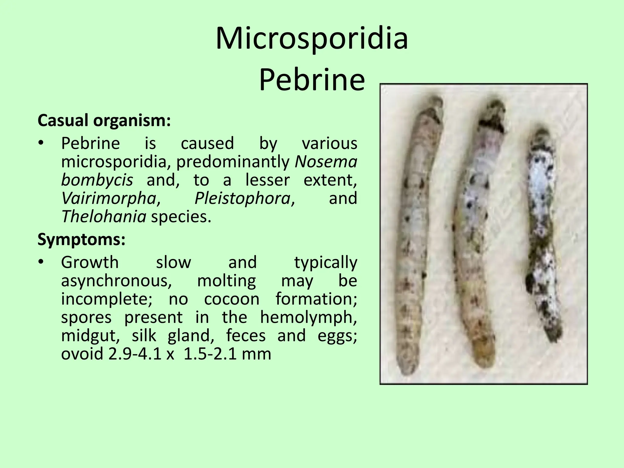 Hyperpoom Infection fungal diseases of Silkworm.pptx