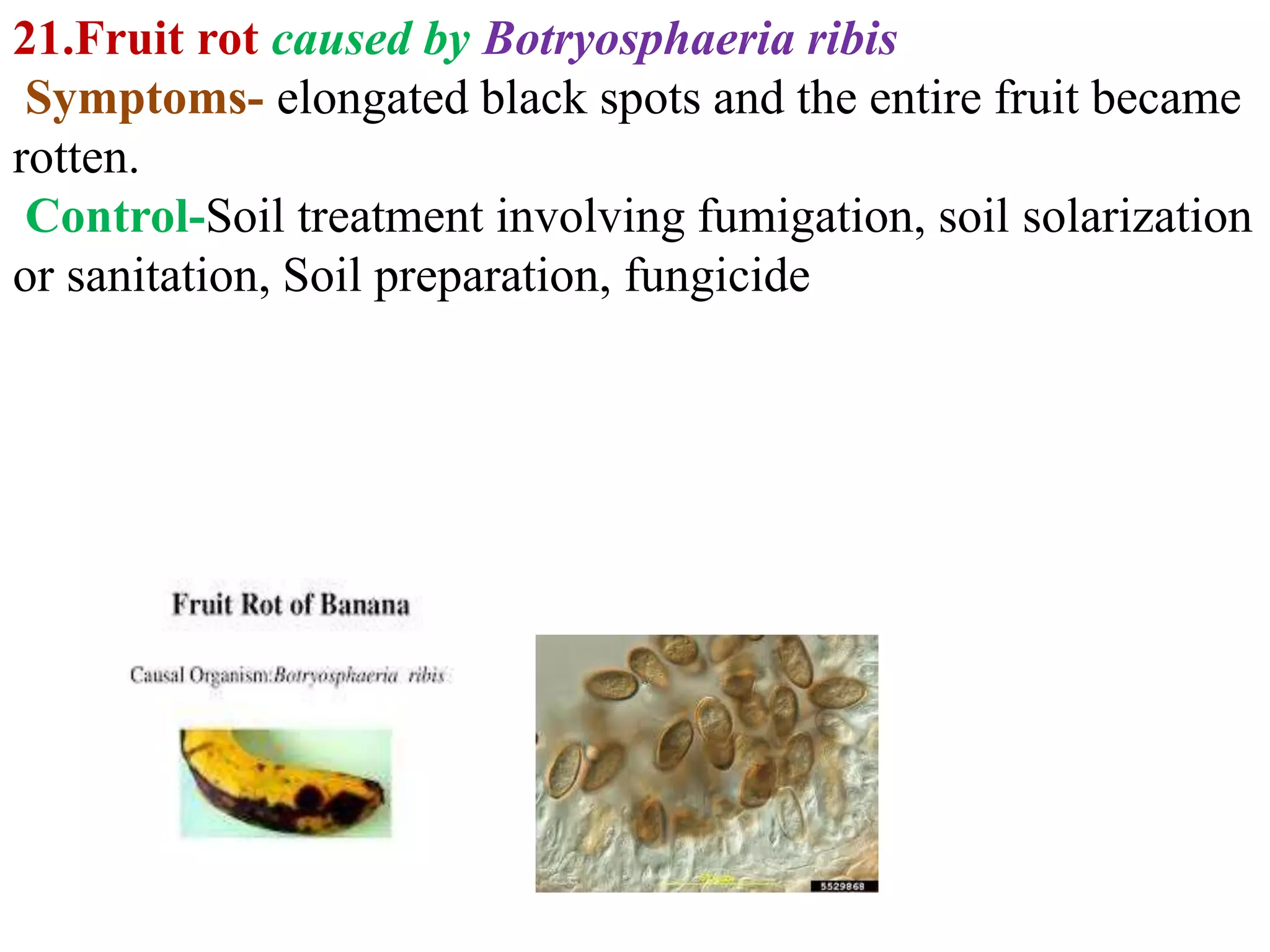 Fungal diseases of fruit crops banana | PPTX
