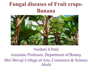 Fungal diseases of Fruit crops-
Banana
Vaishali S.Patil
Assosiate Professor, Department of Botany
Shri Shivaji College of Arts, Commerce & Science
Akola
 