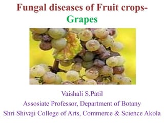 Fungal diseases of Fruit crops-
Grapes
Vaishali S.Patil
Assosiate Professor, Department of Botany
Shri Shivaji College of Arts, Commerce & Science Akola
 