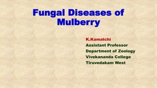 Fungal Diseases of
Mulberry
K.Kamatchi
Assistant Professor
Department of Zoology
Vivekananda College
Tiruvedakam West
 