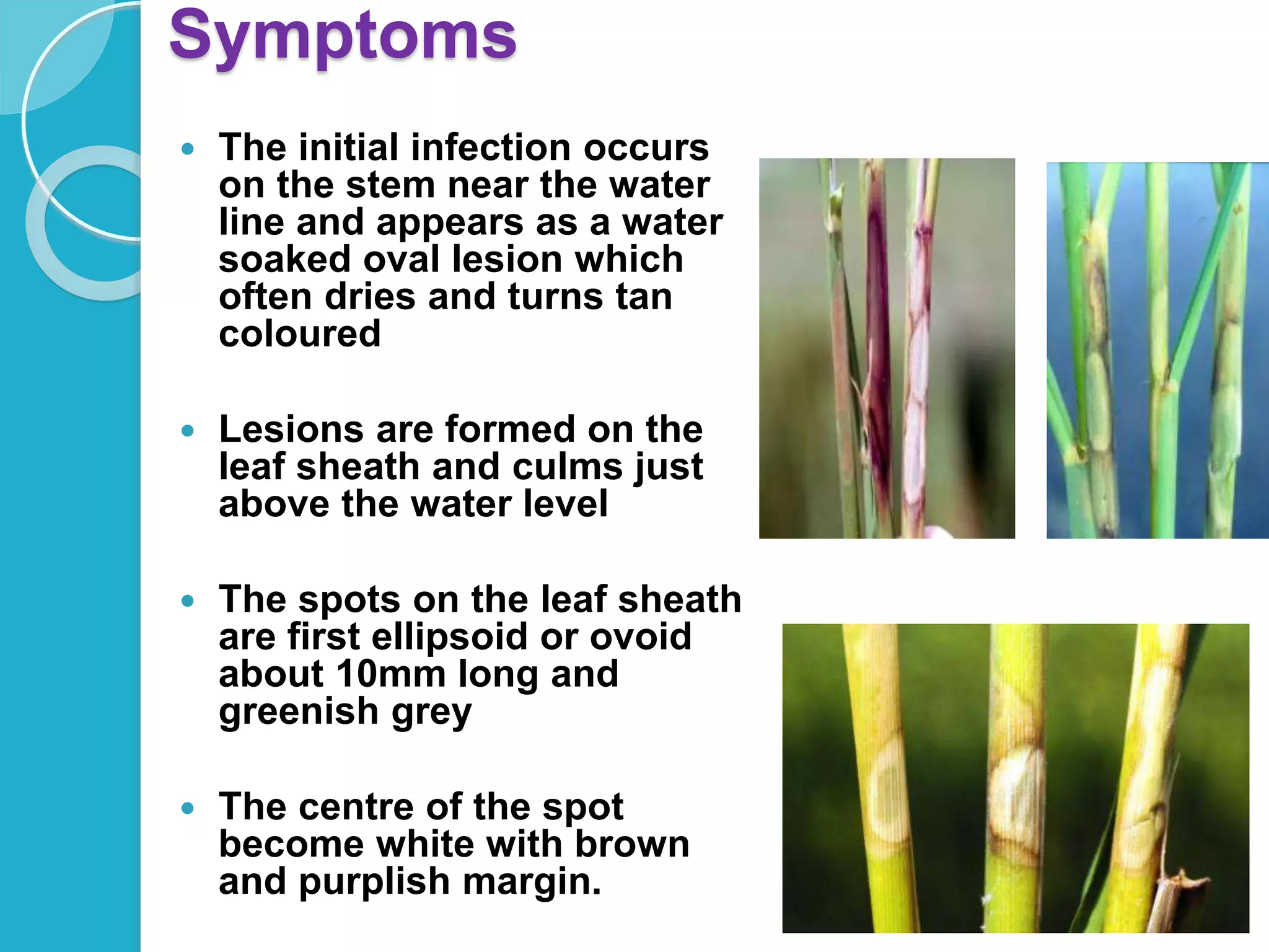 Fungal diseases of RICE.pptx