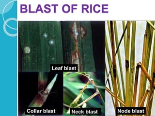 Fungal diseases of RICE.pptx