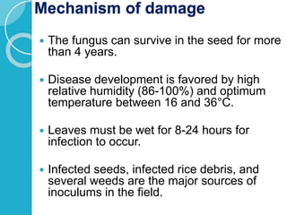 Fungal diseases of RICE.pptx