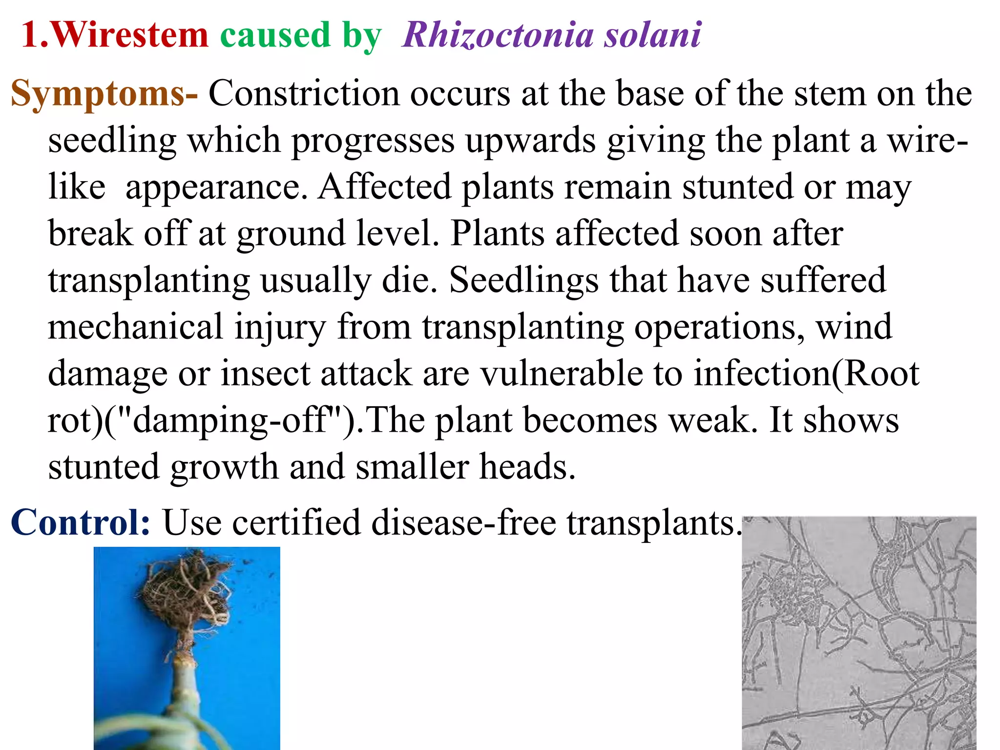 Fungal diseases of vegetables-Cabbage | PPTX