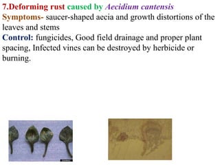 Fungal diseases of vegetables potato | PPTX