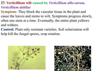 fungaldiseasesofvegetables-tomato-211210061001.pdf