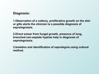 FUNGAL DISEASES IN FISH IN FARMS AND PONDS | PPT