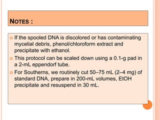 NOTES :
 If the spooled DNA is discolored or has contaminating
mycelial debris, phenol/chloroform extract and
precipitate with ethanol.
 This protocol can be scaled down using a 0.1-g pad in
a 2-mL eppendorf tube.
 For Southerns, we routinely cut 50–75 mL (2–4 mg) of
standard DNA, prepare in 200-mL volumes, EtOH
precipitate and resuspend in 30 mL.
 