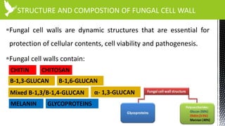 STRUCTURE AND COMPOSTION OF FUNGAL CELL WALL
Fungal cell walls are dynamic structures that are essential for
protection of cellular contents, cell viability and pathogenesis.
Fungal cell walls contain:
CHITIN CHITOSAN
Β-1,3-GLUCAN Β-1,6-GLUCAN
Mixed Β-1,3/B-1,4-GLUCAN
MELANIN GLYCOPROTEINS
α- 1,3-GLUCAN
 