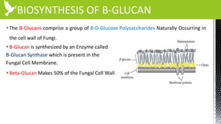 BIOSYNTHESIS OF B-GLUCAN
The B-Glucans comprise a group of B-D-Glucose Polysaccharides Naturally Occurring in
the cell wall of Fungi.
B-Glucan is synthesized by an Enzyme called
B-Glucan Synthase which is present in the
Fungal Cell Membrane.
Beta-Glucan Makes 50% of the Fungal Cell Wall.
 