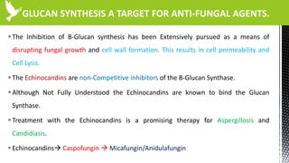 GLUCAN SYNTHESIS A TARGET FOR ANTI-FUNGAL AGENTS.
The Inhibition of B-Glucan synthesis has been Extensively pursued as a means of
disrupting fungal growth and cell wall formation. This results in cell permeability and
Cell Lysis.
The Echinocandins are non-Competitive inhibitors of the B-Glucan Synthase.
Although Not Fully Understood the Echinocandins are known to bind the Glucan
Synthase.
Treatment with the Echinocandins is a promising therapy for Aspergillosis and
Candidiasis.
Echinocandins Caspofungin  Micafungin/Anidulafungin
 
