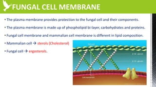 FUNGAL CELL MEMBRANE
The plasma membrane provides protection to the fungal cell and their components.
The plasma membrane is made up of phospholipid bi-layer, carbohydrates and proteins.
Fungal cell membrane and mammalian cell membrane is different in lipid composition.
Mammalian cell  sterols (Cholesterol)
Fungal cell  ergosterols.
 