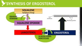 14-ALPHA STEROL-
DEMETHYLASE
SQUALENE
EPOXIDASE
SYNTHESIS OF ERGOSTEROL
SQUALENE
Cytoplasm of fungi
ERGOSTEROL
SQUALENE EPOXIDE
LANOSTEROL
 