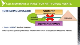 CELL MEMBRANE A TARGET FOR ANTI-FUNGAL AGENTS.
TERBINAFINE (Antifungal)
 Target = Inhibits Squalene Epoxidase
 Stop squalene Epoxide synthesization which results in failure of biosynthesis of Ergosterol Pathway.
SQUALENE
EPOXIDASE
SQUALENE
Cytoplasm of fungi
SQUALENE EPOXIDE
TERBINAFINE
 