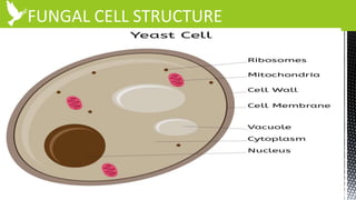 FUNGAL CELL STRUCTURE
 