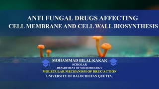 ANTI FUNGAL DRUGS AFFECTING
CELL MEMBRANE AND CELL WALL BIOSYNTHESIS
MOHAMMAD BILAL KAKAR
SCHOLAR
DEPARTMENT OF MICROBIOLOGY
MOLECULAR MECHANISM OF DRUG ACTION
UNIVERSITY OF BALOCHISTAN QUETTA.
 