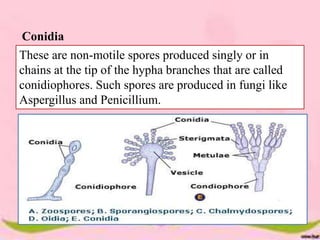 Fungal genetics | PPTX