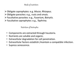 Mode of nutrition:
Obligate saprophytes: e.g. Mucor, Rhizopus.
Obligate parasites: e.g., rusts and smuts.
Facultative parasites: e.g., Fusarium, Botrytis.
Facultative saprophytes: e.g., Taphrina.
Nutrition of biotrophs:
• Components are extracted through haustoria.
• Nutrients are soluble and organic.
• Extracellular degradation for cell penetration.
• Extracellular factors establish /maintain a compatible infection.
• Supress senescence.
 