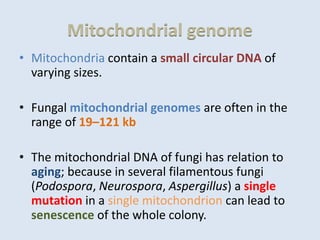 Mitochondrial genome
• Mitochondria contain a small circular DNA of
varying sizes.
• Fungal mitochondrial genomes are often in the
range of 19–121 kb
• The mitochondrial DNA of fungi has relation to
aging; because in several filamentous fungi
(Podospora, Neurospora, Aspergillus) a single
mutation in a single mitochondrion can lead to
senescence of the whole colony.
 