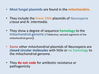 • Most fungal plasmids are found in the mitochondria.
• They include the linear DNA plasmids of Neurospora
crassa and N. intermedia.
• They show a degree of sequence homology to the
mitochondrial genome (??defective, excised segments of the
mitochondrial genes).
• Some other mitochondrial plasmids of Neurospora are
closed circular molecules with little or no homology to
the mitochondrial genome.
• They do not code for antibiotic resistance or
pathogenicity
 