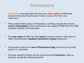 Transposons
• Transposons (transposable elements) are short regions of DNA that
remain in the chromosome but encode enzymes for their own
replication.
• They produce RNA copies of themselves, and they encode the enzyme,
reverse transcriptase, which synthesizes new copies of DNA from this RNA
template (similar to retroviruses).
• The new copies of DNA can then insert at various points in the same or
other chromosomes, leading to alterations in gene expression.
• Transposons seem to be rare in filamentous fungi, but there are several
types in S. cerevisiae.
• The best studied of these are the chromosomal Ty elements; have no
function, except for self-perpetuation
 