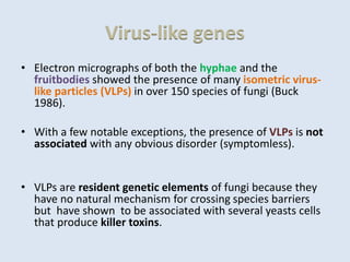 Virus-like genes
• Electron micrographs of both the hyphae and the
fruitbodies showed the presence of many isometric virus-
like particles (VLPs) in over 150 species of fungi (Buck
1986).
• With a few notable exceptions, the presence of VLPs is not
associated with any obvious disorder (symptomless).
• VLPs are resident genetic elements of fungi because they
have no natural mechanism for crossing species barriers
but have shown to be associated with several yeasts cells
that produce killer toxins.
 