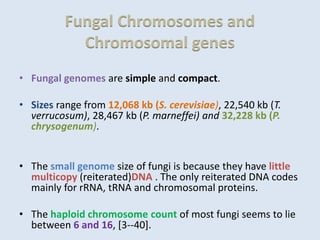 Fungal Chromosomes and
Chromosomal genes
• Fungal genomes are simple and compact.
• Sizes range from 12,068 kb (S. cerevisiae), 22,540 kb (T.
verrucosum), 28,467 kb (P. marneffei) and 32,228 kb (P.
chrysogenum).
• The small genome size of fungi is because they have little
multicopy (reiterated)DNA . The only reiterated DNA codes
mainly for rRNA, tRNA and chromosomal proteins.
• The haploid chromosome count of most fungi seems to lie
between 6 and 16, [3--40].
 