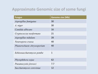 Approximate Genomic size of some fungi
Fungus Genome size (Mb)
Aspergillus fumigatus 30
A. niger 30
Candida albicans 16
Cryptococcus neoformans 21
Aspergillus nidulans 28
Neurospora crassa 40
Phanerochaete chrysosporium 40
Schizosaccharomyces pombe 1
Phytophthora sojae 62
Pneumocystis jiroveci 7.7
Saccharomyces cerevisiae 12
 