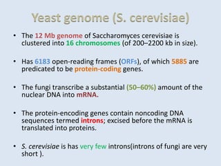 Yeast genome (S. cerevisiae)
• The 12 Mb genome of Saccharomyces cerevisiae is
clustered into 16 chromosomes (of 200–2200 kb in size).
• Has 6183 open-reading frames (ORFs), of which 5885 are
predicated to be protein-coding genes.
• The fungi transcribe a substantial (50–60%) amount of the
nuclear DNA into mRNA.
• The protein-encoding genes contain noncoding DNA
sequences termed introns; excised before the mRNA is
translated into proteins.
• S. cerevisiae is has very few introns(introns of fungi are very
short ).
 
