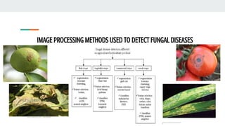 IMAGE PROCESSING METHODS USED TO DETECT FUNGAL DISEASES
 