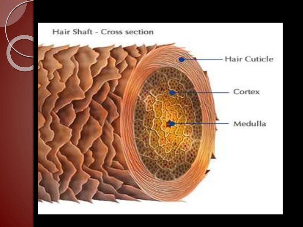 Fungal infection in hair