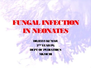 FUNGAL INFECTION
IN NEONATES
DR.RAVI KUMAR
2ND
YEARPG
DEPT OF PEDIATRICS
MGMCRI
 