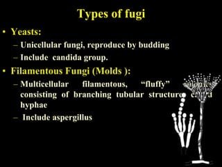 Types of fugi
• Yeasts:
  – Unicellular fungi, reproduce by budding
  – Include candida group.
• Filamentous Fungi (Molds ):
  – Multicellular   filamentous,  “fluffy”   colonies
    consisting of branching tubular structures called
    hyphae
  – Include aspergillus
 
