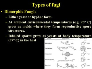 Types of fugi
• Dimorphic Fungi:
  – Either yeast or hyphae form
  – At ambient environmental temperatures (e.g. 25° C)
    grow as molds where they form reproductive spore
    structures.
  – Inhaled spores grow as yeasts at body temperature
    (37° C) in the host
 