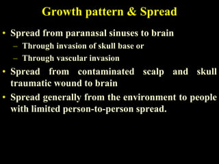 Growth pattern & Spread
• Spread from paranasal sinuses to brain
  – Through invasion of skull base or
  – Through vascular invasion
• Spread from contaminated scalp and skull
  traumatic wound to brain
• Spread generally from the environment to people
  with limited person-to-person spread.
 