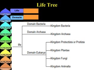Life Tree
 