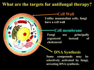 What are the targets for antifungal therapy?

                             Cell Wall
                    Unlike mammalian cells, fungi
                    have a cell wall

                           Cell membrane
                      Fungi       use      principally
                      ergosterol      instead       of
                      cholesterol


                           DNA Synthesis
                     Some compounds may be
                     selectively activated by fungi,
                     arresting DNA synthesis.
 