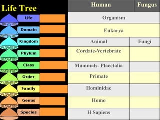 Human           Fungus
Life Tree
                      Organism

                       Eukarya

                  Animal          Fungi
            Cordate-Vertebrate

            Mammals- Placetalia

                 Primate

                Hominidae

                  Homo

                H Sapiens
 