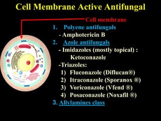 Cell Membrane Active Antifungal
                     Cell membrane
        1. Polyene antifungals
           - Amphotericin B
        2. Azole antifungals
           - Imidazoles (mostly topical) :
               Ketoconazole
           -Triazoles:
            1) Fluconazole (Diflucan®)
            2) Itraconazole (Sporanox ®)
            3) Voriconazole (Vfend ®)
            4) Posaconazole (Noxafil ®)
        3. Allylamines class
 