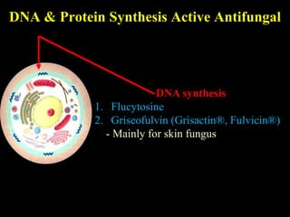 DNA & Protein Synthesis Active Antifungal




                         DNA synthesis
            1. Flucytosine
            2. Griseofulvin (Grisactin®, Fulvicin®)
              - Mainly for skin fungus
 
