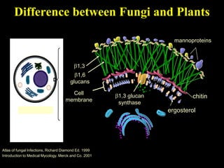 Difference between Fungi and Plants

                                                                      mannoproteins



                                           1,3
                                          1,6
                                       glucans

                                      Cell             1,3 glucan            chitin
                                    membrane           synthase
                                                                    ergosterol




Atlas of fungal Infections, Richard Diamond Ed. 1999
Introduction to Medical Mycology. Merck and Co. 2001
 
