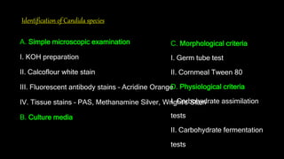 Identification of Candida species
A. Simple microscopic examination
I. KOH preparation
II. Calcoflour white stain
III. Fluorescent antibody stains – Acridine Orange
IV. Tissue stains – PAS, Methanamine Silver, Wright’s Stain
B. Culture media
C. Morphological criteria
I. Germ tube test
II. Cornmeal Tween 80
D. Physiological criteria
I. Carbohydrate assimilation
tests
II. Carbohydrate fermentation
tests
 